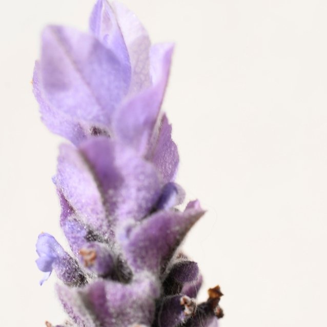 Imagem de Lavanda