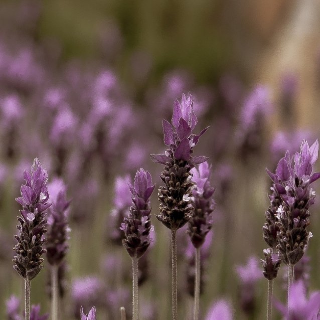 Imagem de Lavanda